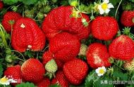 丹东草莓和庄河草莓有什么区别（丹东草莓和本地草莓有什么区别）
