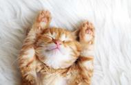 猫猫为什么喜欢在地毯上睡觉（猫猫为什么喜欢蹭脚）