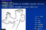 脾与胰的关系图（脾和胰的位置分布图片）