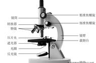 显微镜为啥目镜越长放大倍数越小（显微镜为什么放大倍数越大越暗）