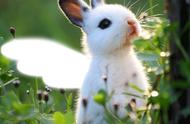 兔兔可以吃煮熟的青菜吗（兔兔可以吃干面条吗）