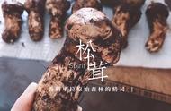 松茸为什么有白绒毛（松茸黄色和黑色区别）