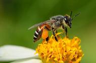 关于蜜蜂的诗句七言绝句赞美蜜蜂（赞美蜜蜂外形的诗句有哪些）