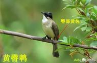 云南省有几种画眉鸟（云南哪里的画眉鸟最好）