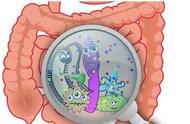肠道里的细菌有几种（肠道中的细菌分为几大类）