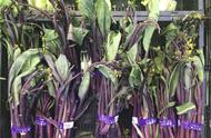 紫菜苔最迟几月种植（紫菜苔几月份播种最好）