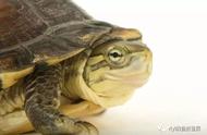 日本石龟饲养方法（日本石龟北方可以养吗）