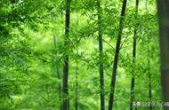 竹石最能表现竹子品性的诗句（描写竹子的诗句和品格）