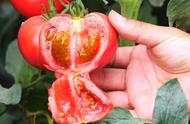 小黑番茄种子购买（黑珍珠番茄种子购买）