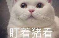 怎么养猫才能少生病（养猫不生病的最好方法）