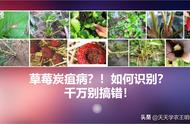 草莓叶片上有黑色斑点（草莓叶片有黑点儿）