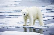 北极海冰衰减原因