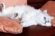 灰色猫是什么品种的猫（英短蓝白为什么是灰色的）