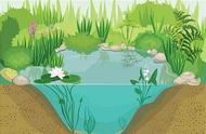 露天龟池适合种什么植物（龟池里种植十大植物）