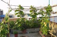 南瓜在阳台盆栽种植方法（南瓜可以在阳台上种吗怎么种）