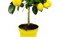 盆栽柠檬怎么第2年就不结果了（盆栽柠檬结果后总发新芽）