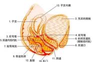 两性生殖科普（最全两性生殖科普）