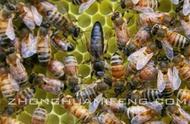养蜜蜂的正确方法和技术（蜜蜂养殖最简单方法）