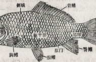 鱼的胸鳍和腹鳍能够保持身体平衡（鱼的胸鳍对鱼有什么作用）