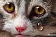 猫会不会流眼泪（怎样训练猫咪听懂人话）