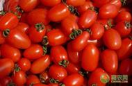 西红柿的种植时间与管理（西红柿的详细种植步骤及注意事项）