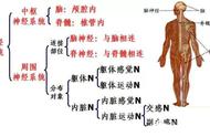 反射和反射弧的联系与区别（反射必须有完整的反射弧吗）