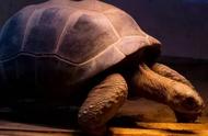 红耳龟最短能活多少年（红耳龟能活多少年呀）