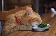 猫咪喜欢吃什么水果吗（猫咪喜欢吃哪种水果和蔬菜）