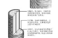 烫发全过程图解（烫发的正确方法步骤图片）