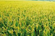 水稻种植技术施肥方法（1亩水稻施多少复合肥）