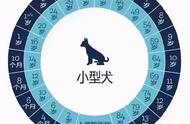 比熊犬1岁长什么样子（比熊犬的年龄与人对比）