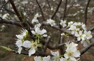 酸甜李子花的做法（李子花可以做什么吃的）