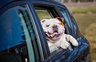 狗狗在车上会不会大小便（狗狗在车上怎么解决大小便）