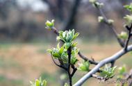 盆栽苹果发芽不浇水（盆栽苹果春天浇水方法）