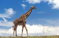 长颈鹿的进化过程说明什么（长颈鹿的演变是人工选择的结果吗）