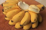 芭蕉与香蕉的区别（香蕉三种人不宜吃）