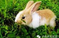 龙葵兔子可以吃吗（龙葵的黑果子能吃吗）