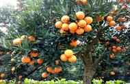 橙子种植高产技术（100亩橙子种植技术）