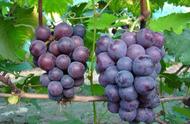 巨峰葡萄有几种品种（新巨峰葡萄品种）