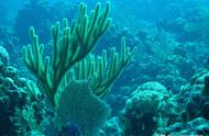 珊瑚虫为什么生长在温暖的浅水区（珊瑚虫生长在温暖的浅水区这是为什么）