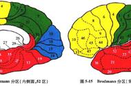 顶叶的准确位置图（额顶叶区的准确位置图片）