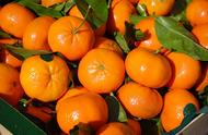 吃橘子上火吗橘子能放冰箱里吗（橘子吃多了上火有科学依据吗）