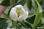 乐东拟单性木兰的用途（乐东拟单性木兰种植几年开花）