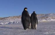 企鹅能在北极生存吗（为什么企鹅不能生活在北极）