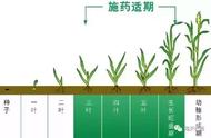 玉米三叶一心期是什么意思（玉米拔节期是几叶期）