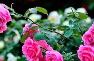 四季玫瑰养殖方法和注意事项（盆栽玫瑰养殖方法和注意事项）