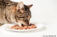 猫为什么要吃小鸭子（猫为什么喜欢吃菜叶子）