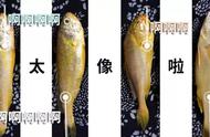 小黄鱼和梅童鱼差异（梅童鱼和小黄鱼的区别）
