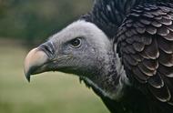 地球上多少种秃鹰，秃鹰的演化过程