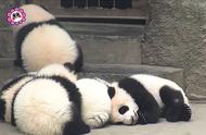 熊猫是睁着眼睛睡的吗（熊猫为什么每晚要收起来呢）